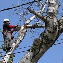 Tree Removal Long Island