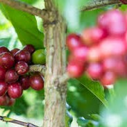 Giá cà phê Arabica