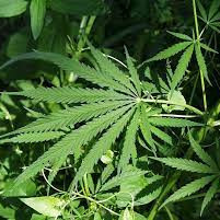 The Clone Conservatory