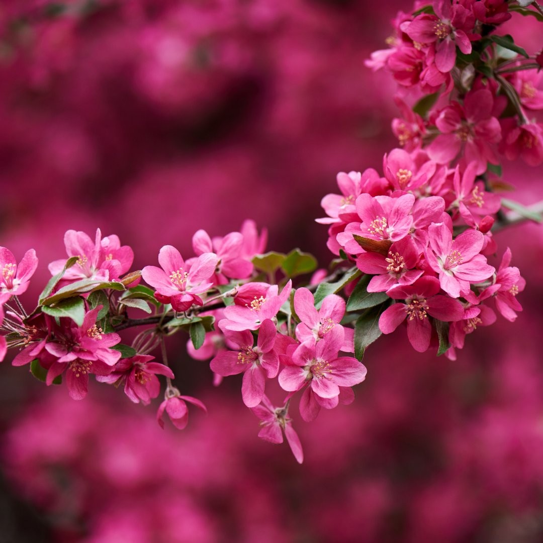 ypthhgioecdexlepfmty