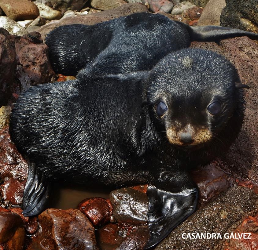 Assessing Guadalupe Fur Seal Health and Ecology