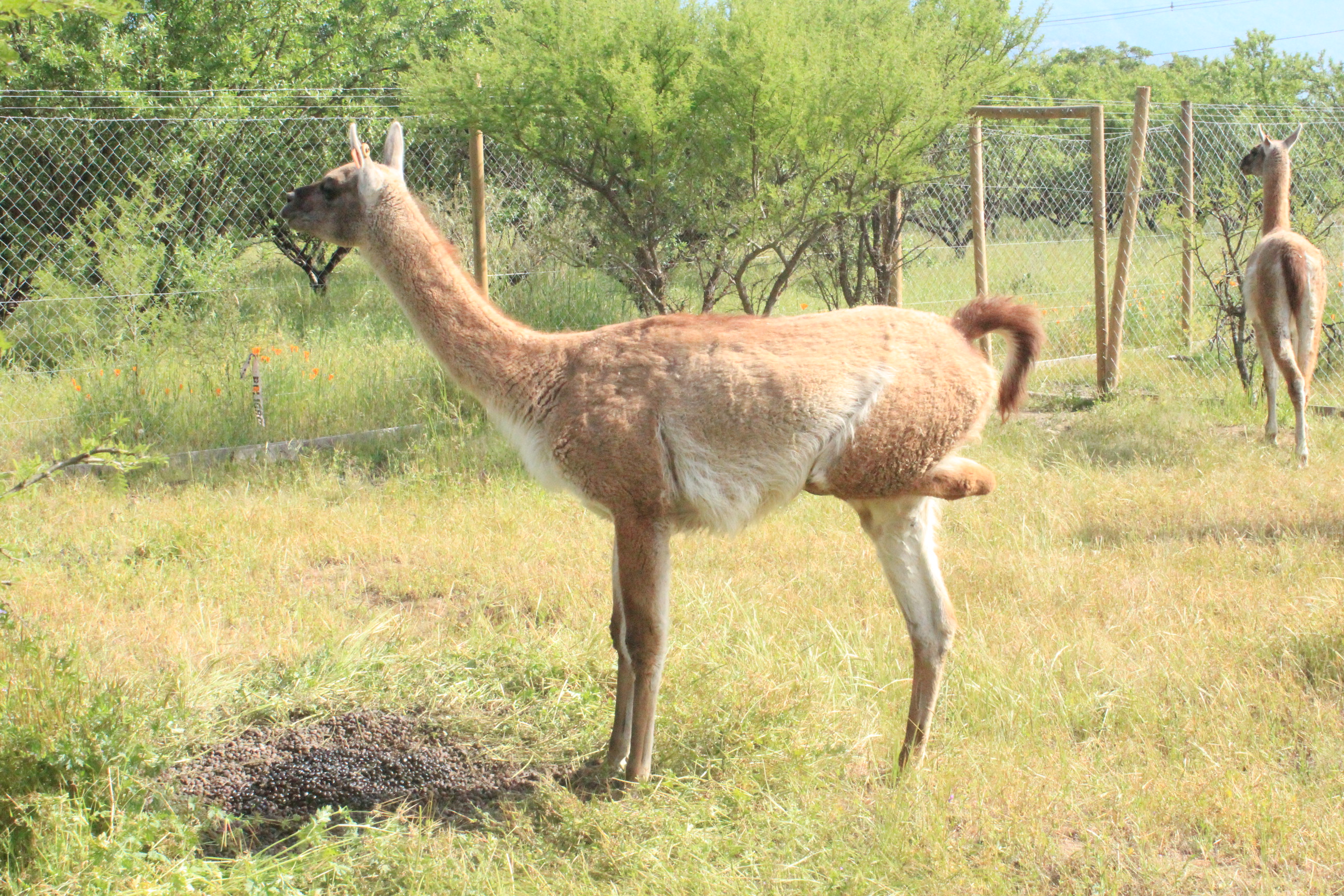 Conociendo los guanacos. Getting to know the guanacos. | Experiment