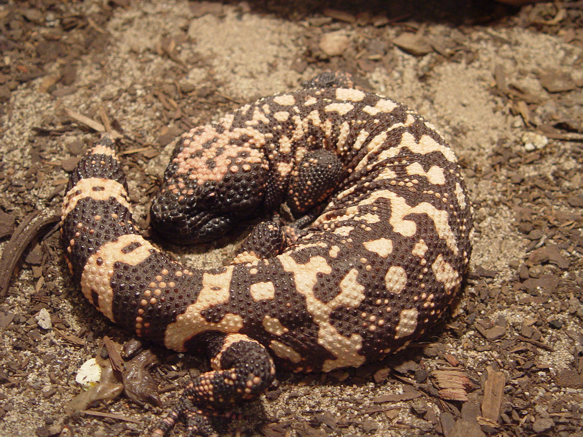 Gila Monster On Nat Geo Experiment