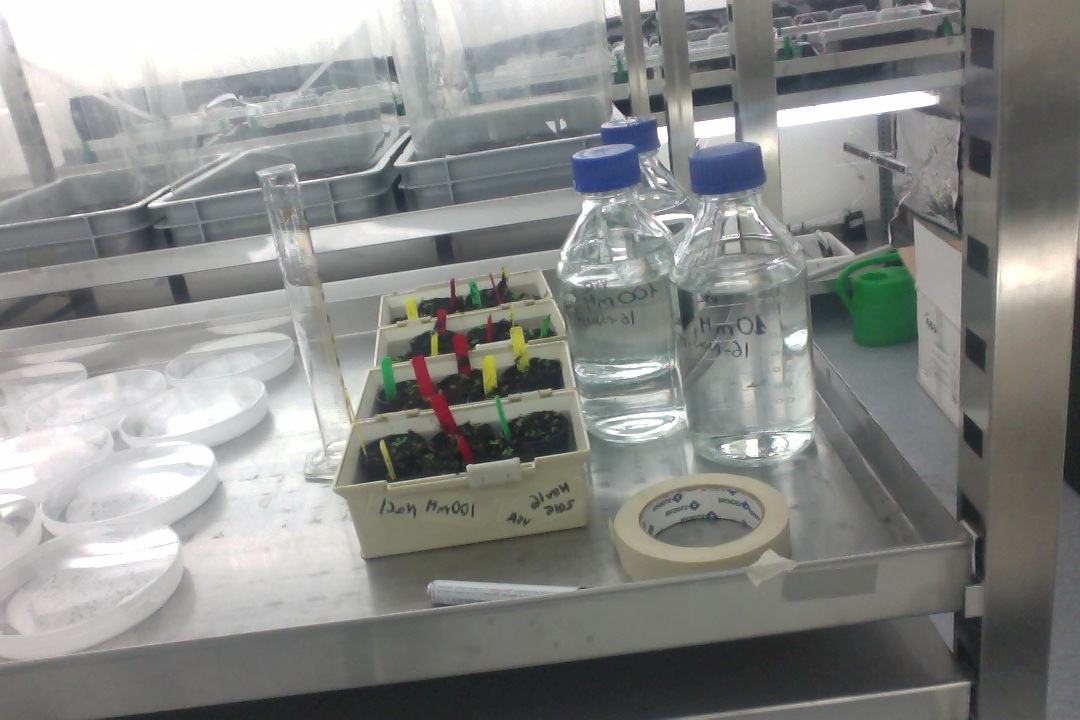 Preparing the salt experiment on Arabidopsis in the Azolla lab Experiment