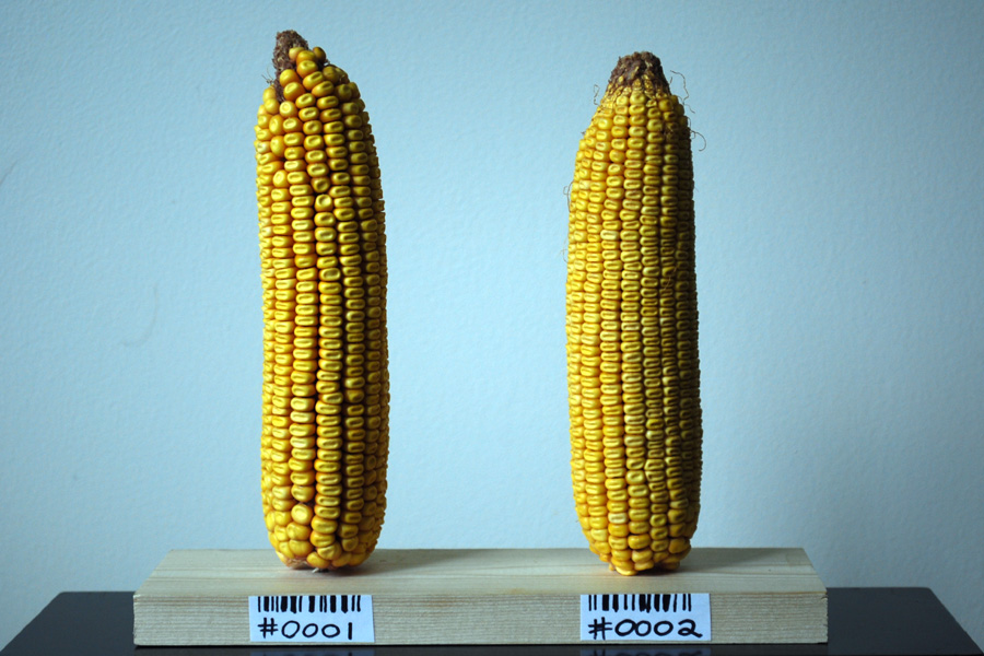 gmo corn