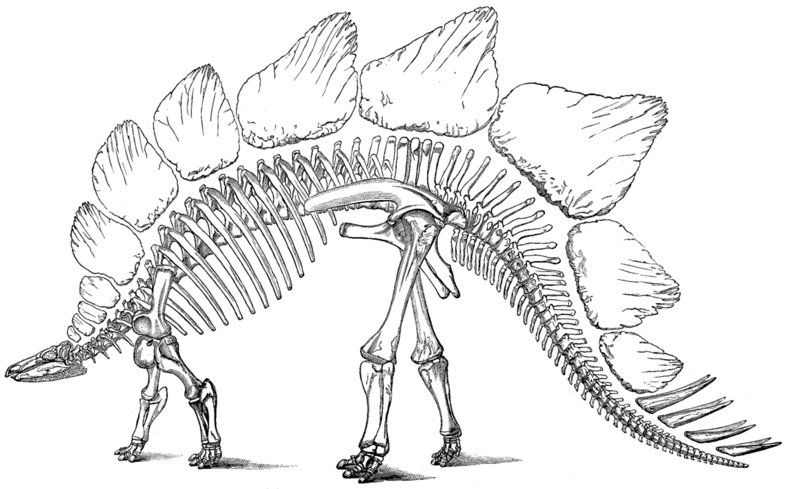 Fossil Friday: Colorado's State Fossil | Experiment