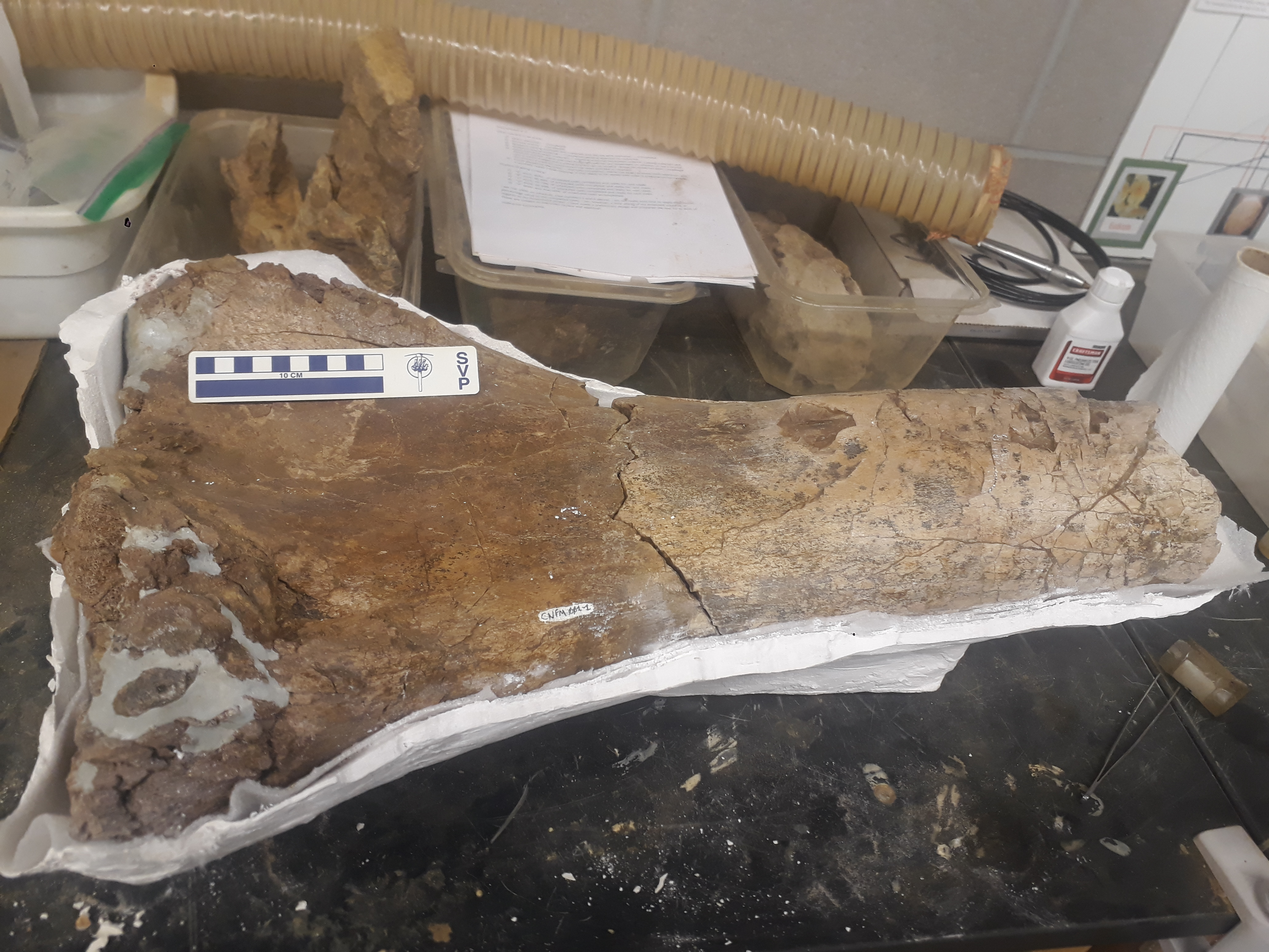 Fossil Friday First Fossil Experiment