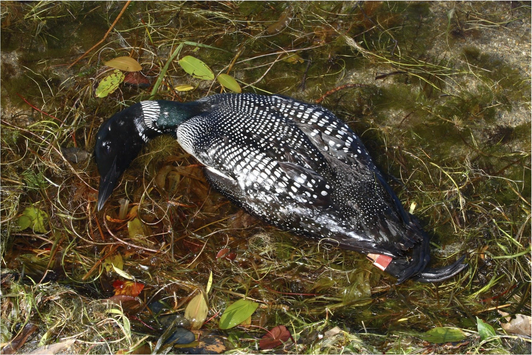 How deadly is the emergence of malaria in Common Loons?
