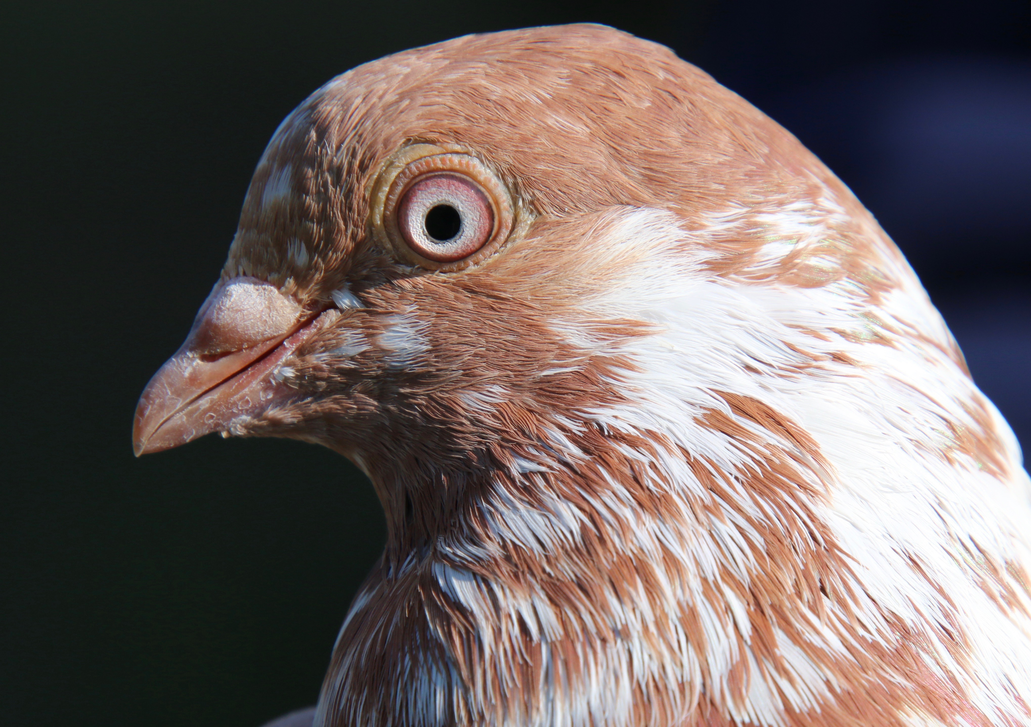 tippler pigeons eye sign