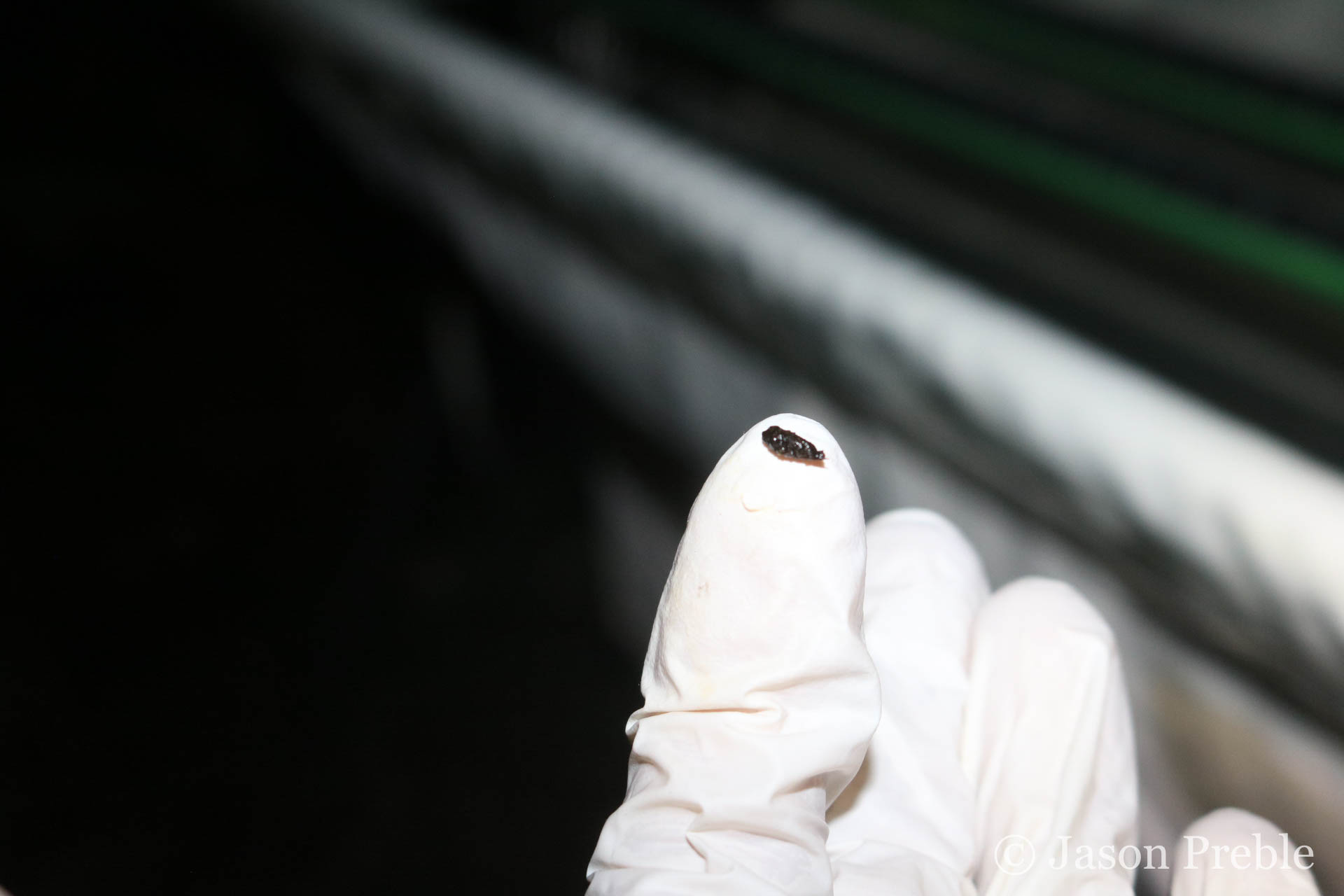 How To Catch A Bat コウモリを捕獲する方法 Experiment