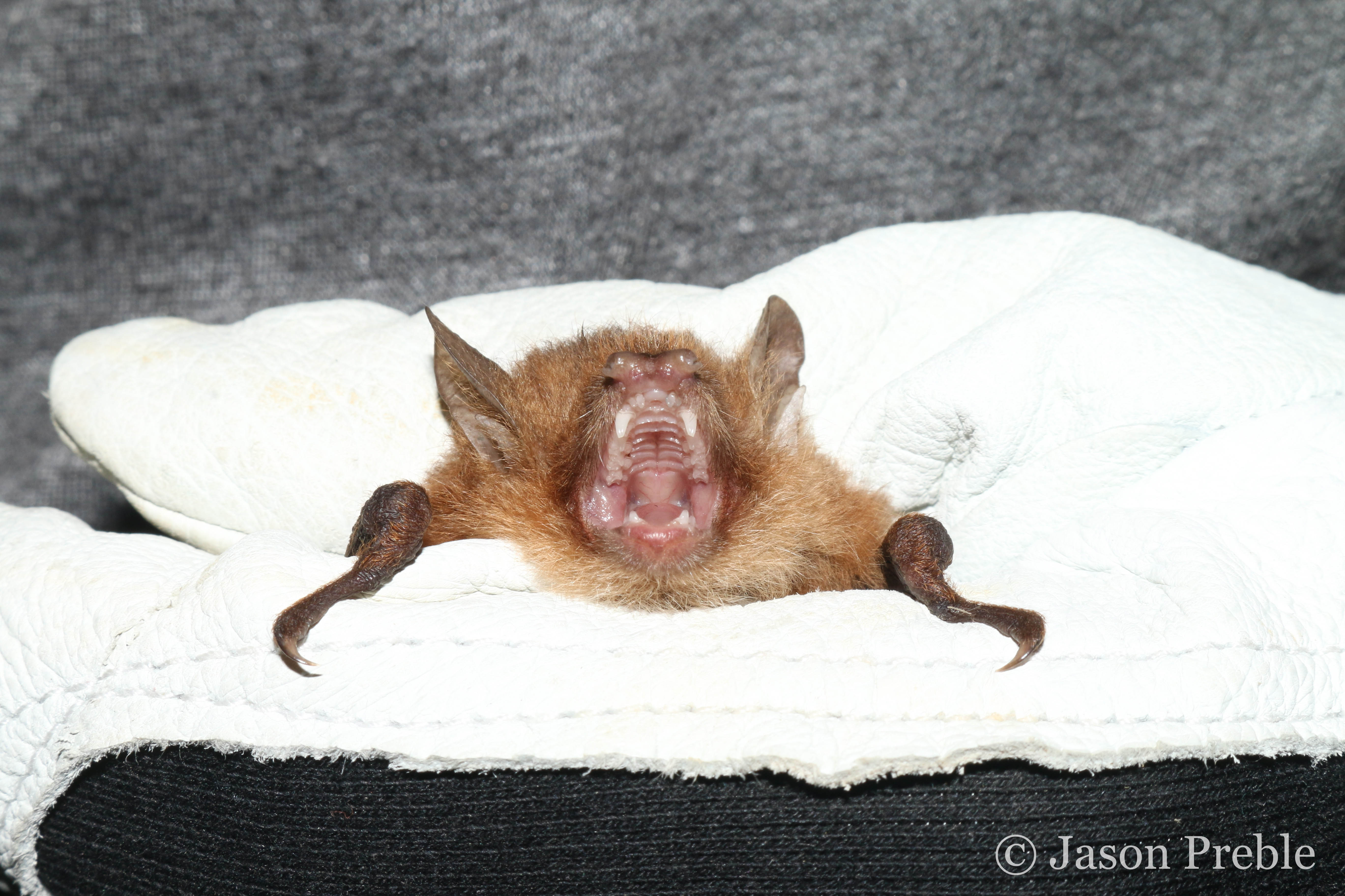 リュウキュウテングコウモリ More On The Ryukyu Tube Nosed Bat Experiment