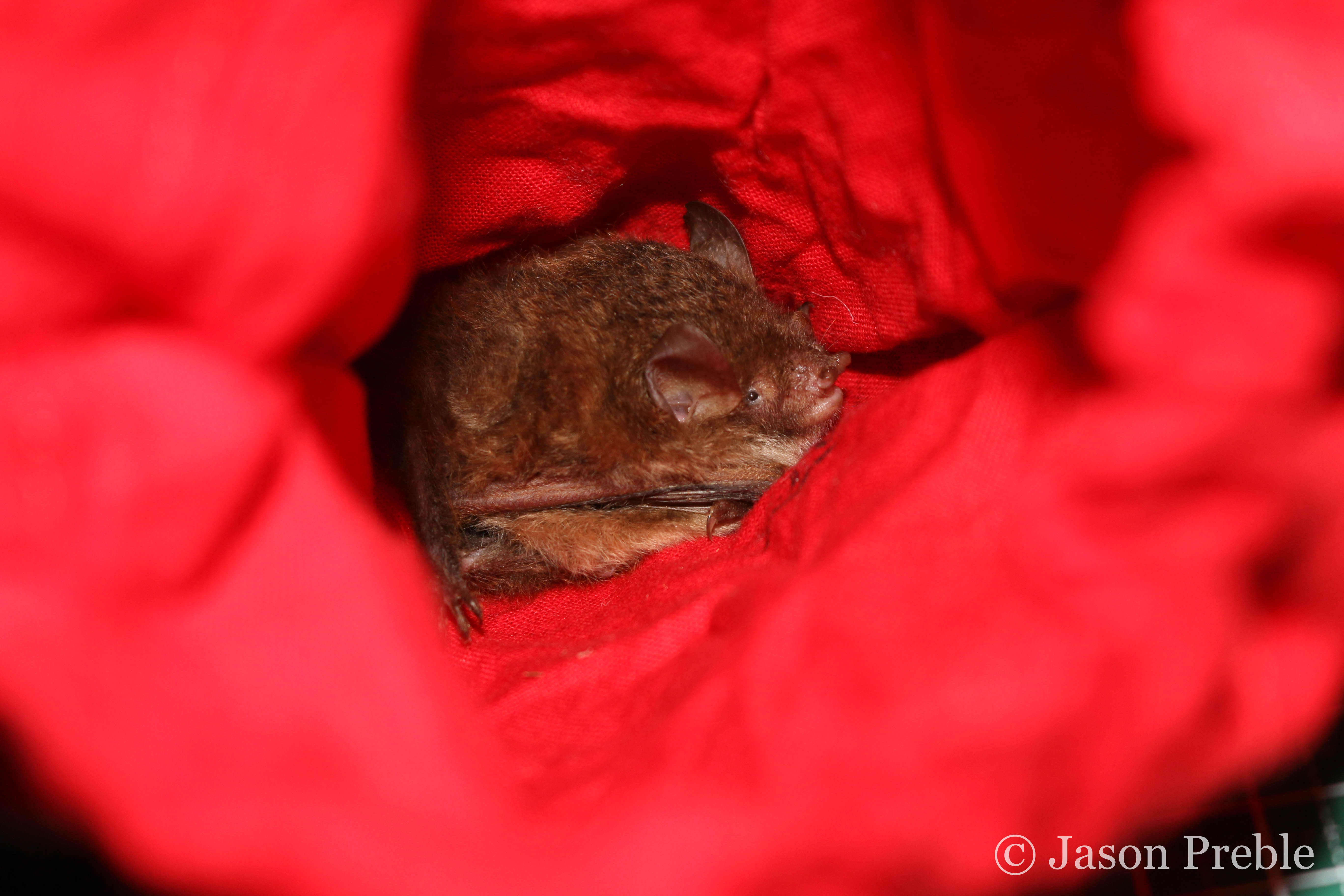 How To Catch A Bat コウモリを捕獲する方法 Experiment