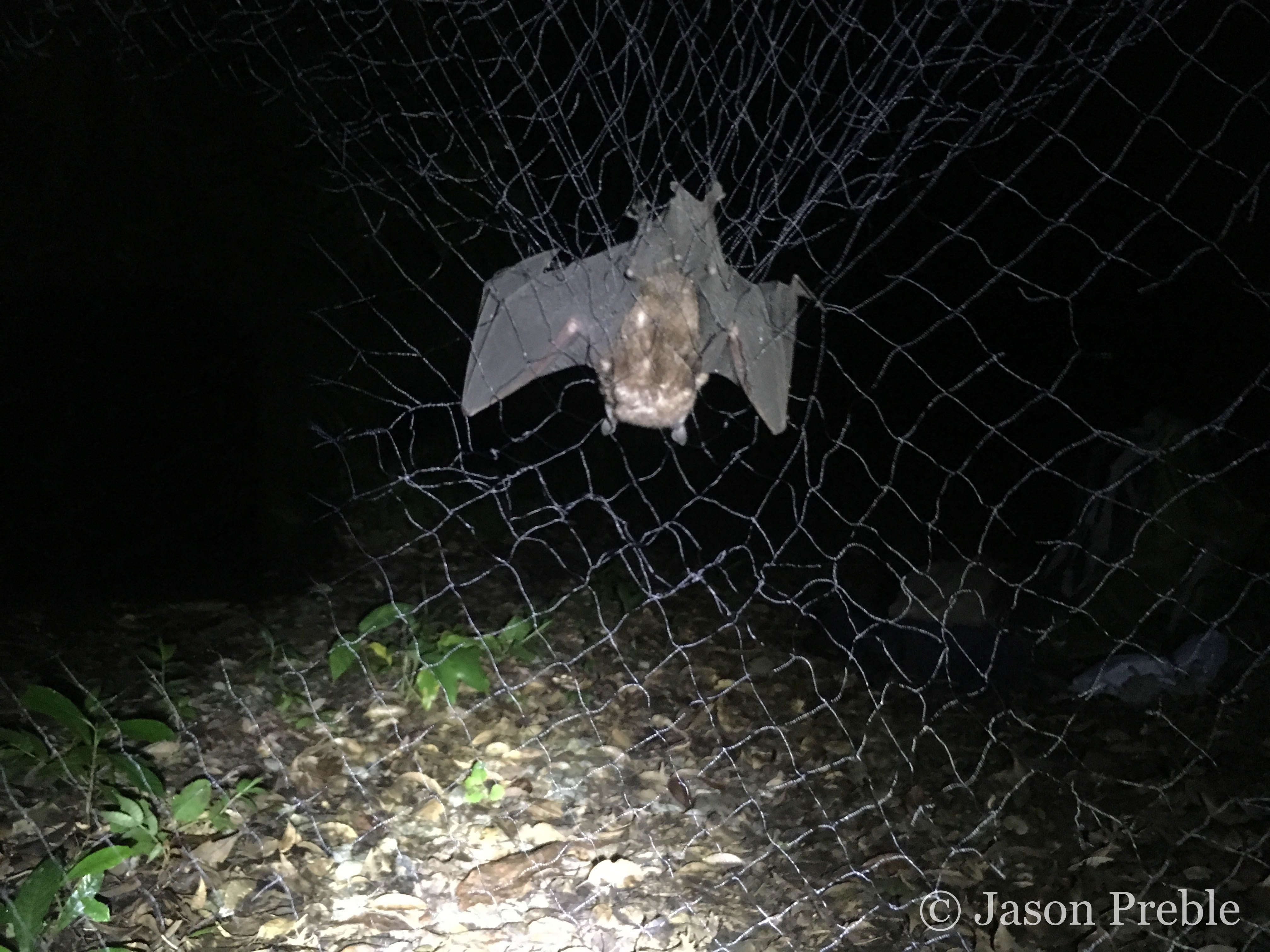 How To Catch A Bat コウモリを捕獲する方法 Experiment
