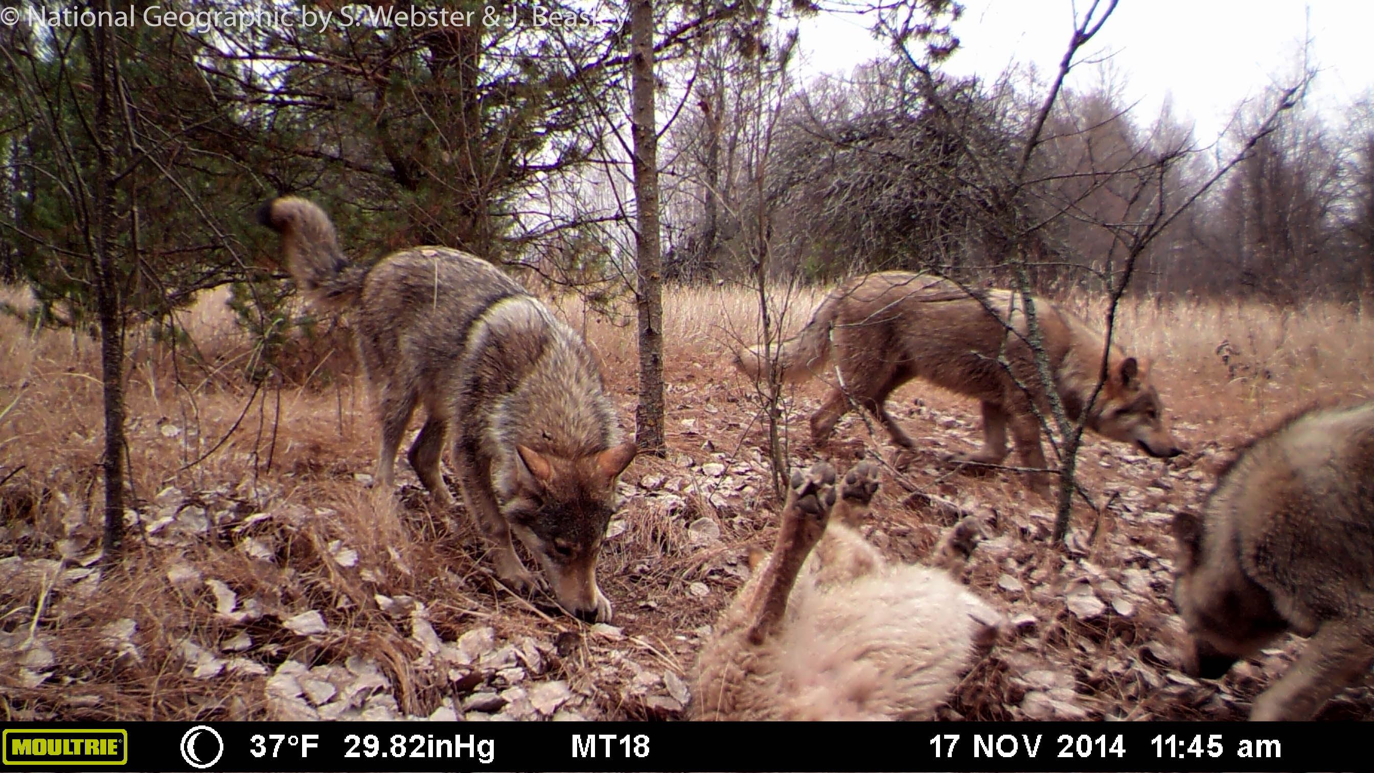 Chernobyl's Legacy: Does radiation exposure affect parasite and disease  rates in two of Chernobyl's carnivores? | Experiment