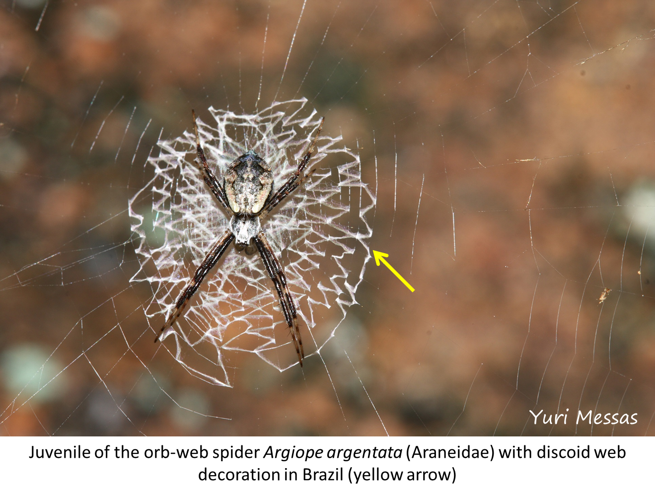 The Spiders That Decorate Their Own Webs