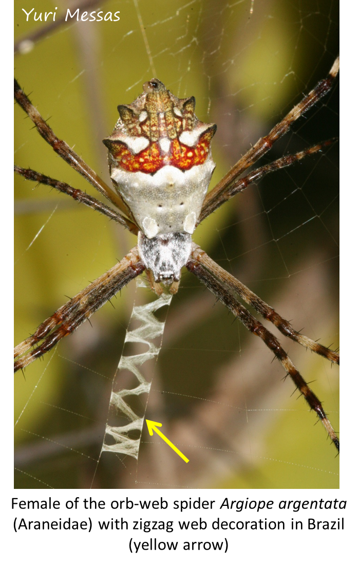 The Spiders That Decorate Their Own Webs