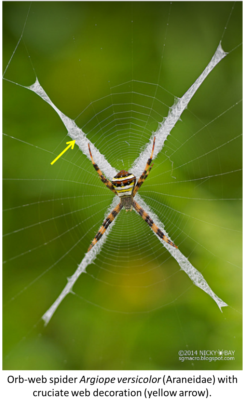 The Spiders That Decorate Their Own Webs