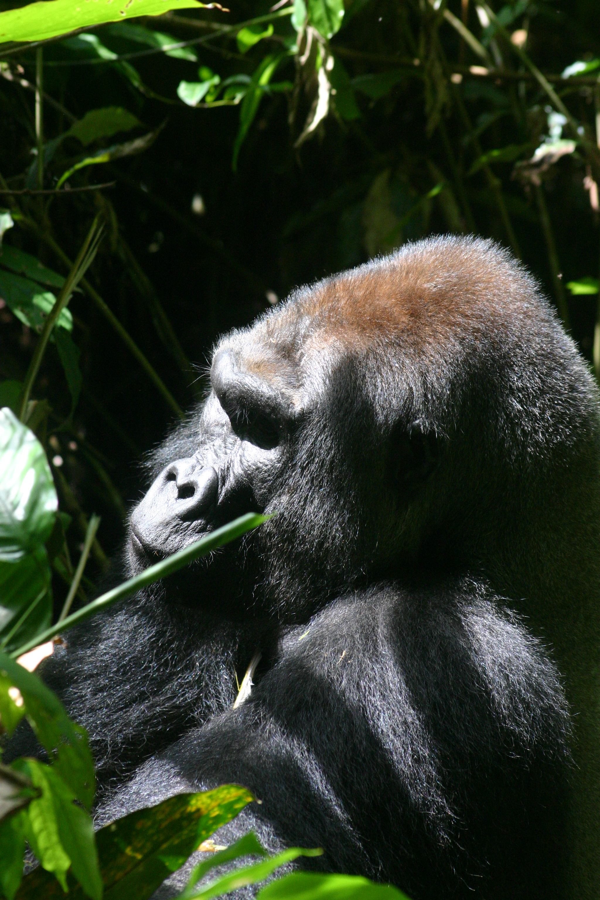 Gorilla vocalizations experiment