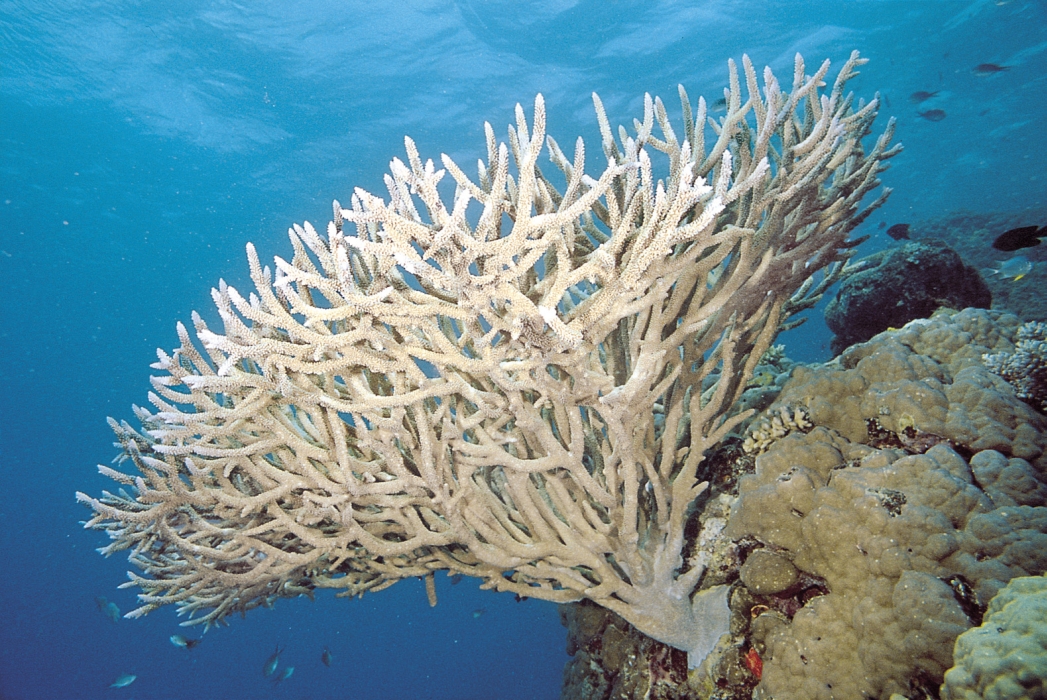 Coral Morphologies What Are They, How Are They Built, And Why Do They Matter? Experiment