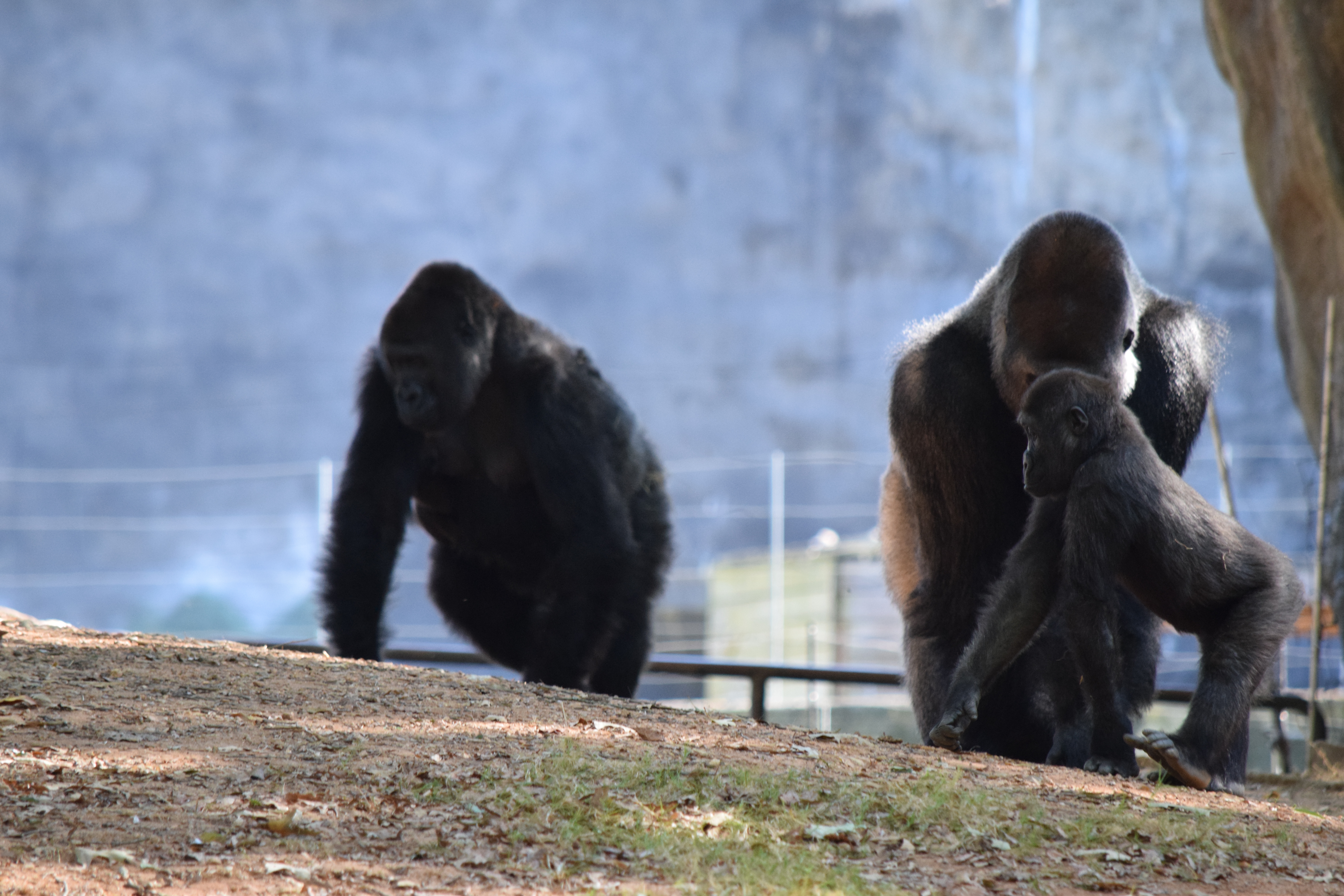 About The Gorillas At Zoo Atlanta Experiment