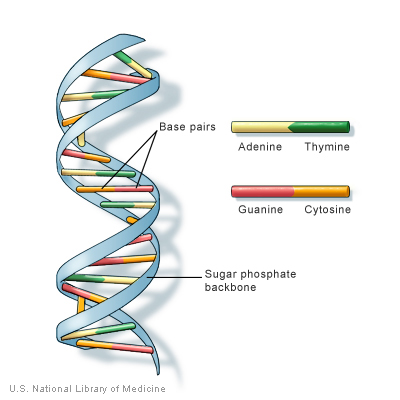dna sequence