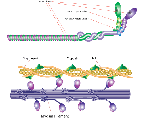 What are myosin heavy or |